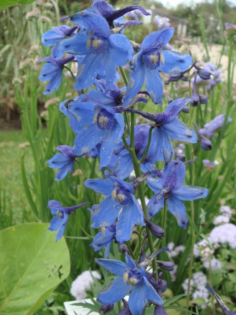 Delphinium x belladonna 'bleu gentiane' fleur
